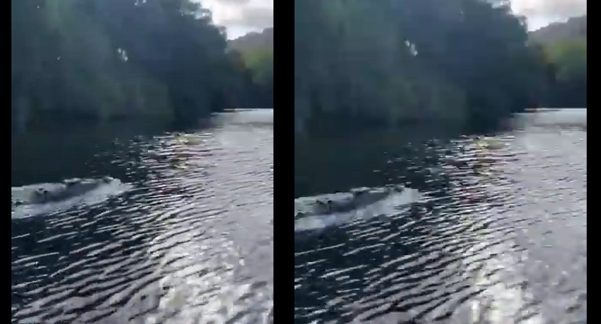 নৌকার সঙ্গে পাল্লা দিতে দ্রুত সাঁতরাচ্ছে কুমির