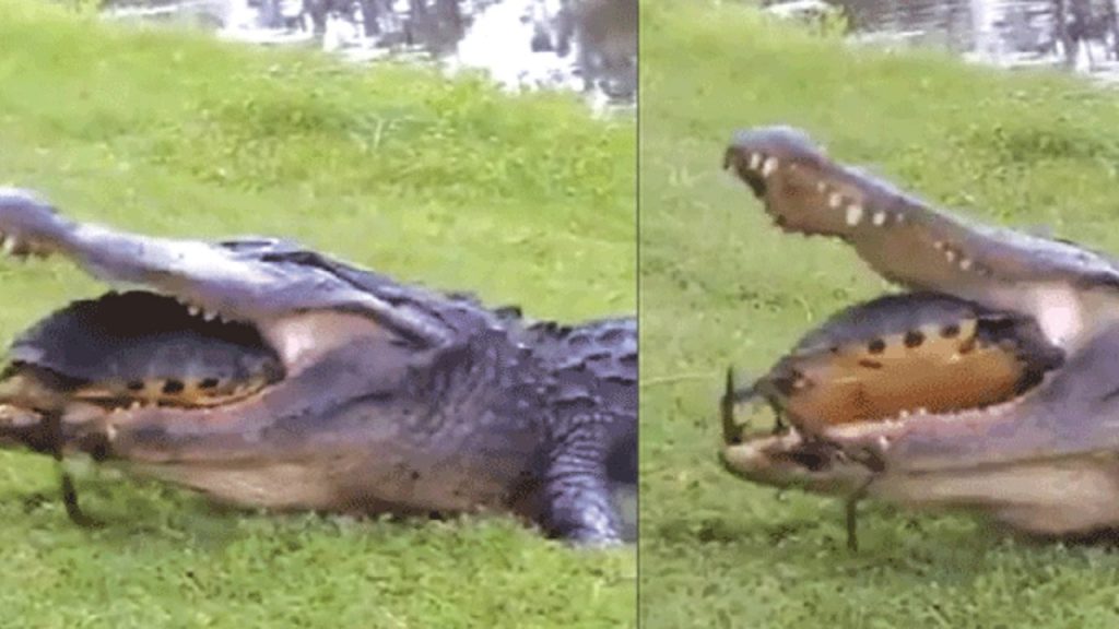 শিকারকে কামড়ে নাজেহাল কুমির, হার মানল কচ্ছপের কাছে!