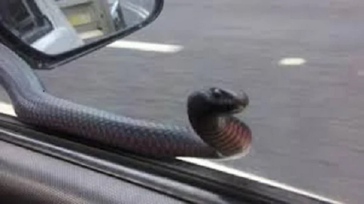 পাবনার ভাঙ্গুড়ায় ইউএনও’র গাড়িতে সাপ