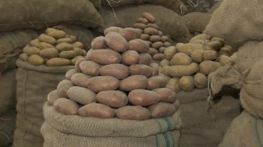 বাজারে নতুন অস্বস্তির নাম আলু, দাম বেড়েছে দ্বিগুণেরও বেশি (ভিডিও)