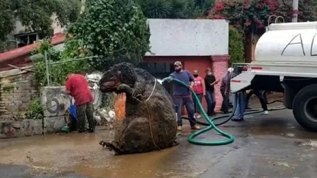 নর্দমা পরিষ্কার করতে গিয়ে ধরা পড়ল দৈত্যাকার ইঁদুর!