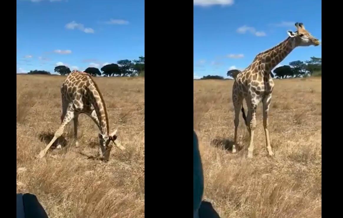 জিরাফ যেভাবে ঘাস খায়! (ভিডিও) জিরাফ যেভাবে ঘাস খায়!