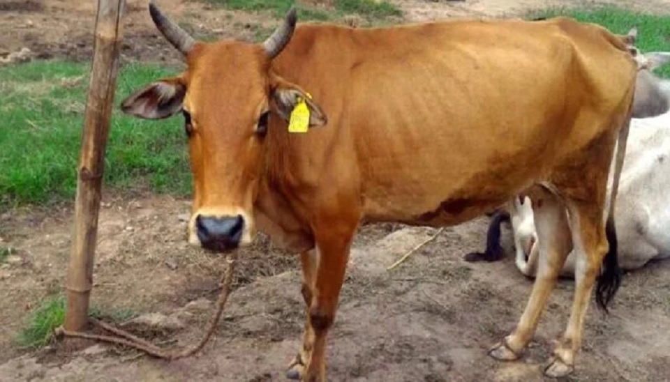 নাগরিকদের মতো গরু-মহিষেরও পরিচয়পত্র দিবে ভারতের উত্তরপ্রদেশের বিজেপি সরকার
