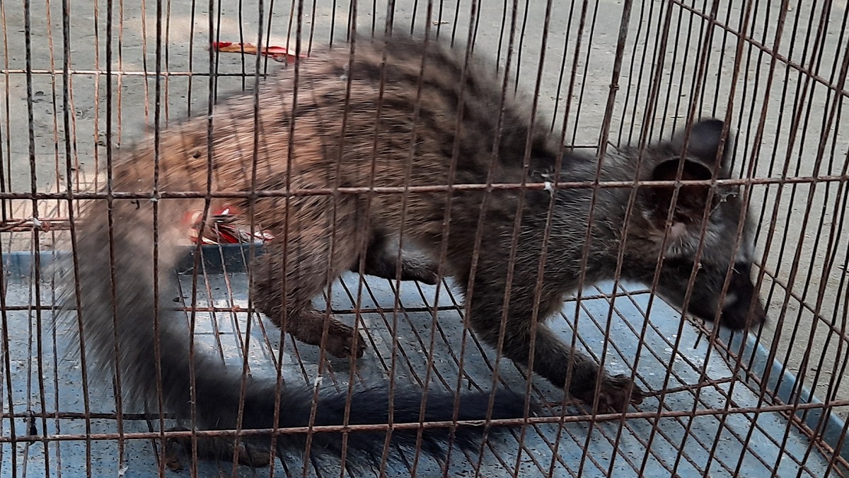 ফল খেতে এসে ফাঁদে আটকা পড়লো বিলুপ্তপ্রায় গন্ধগোকুল