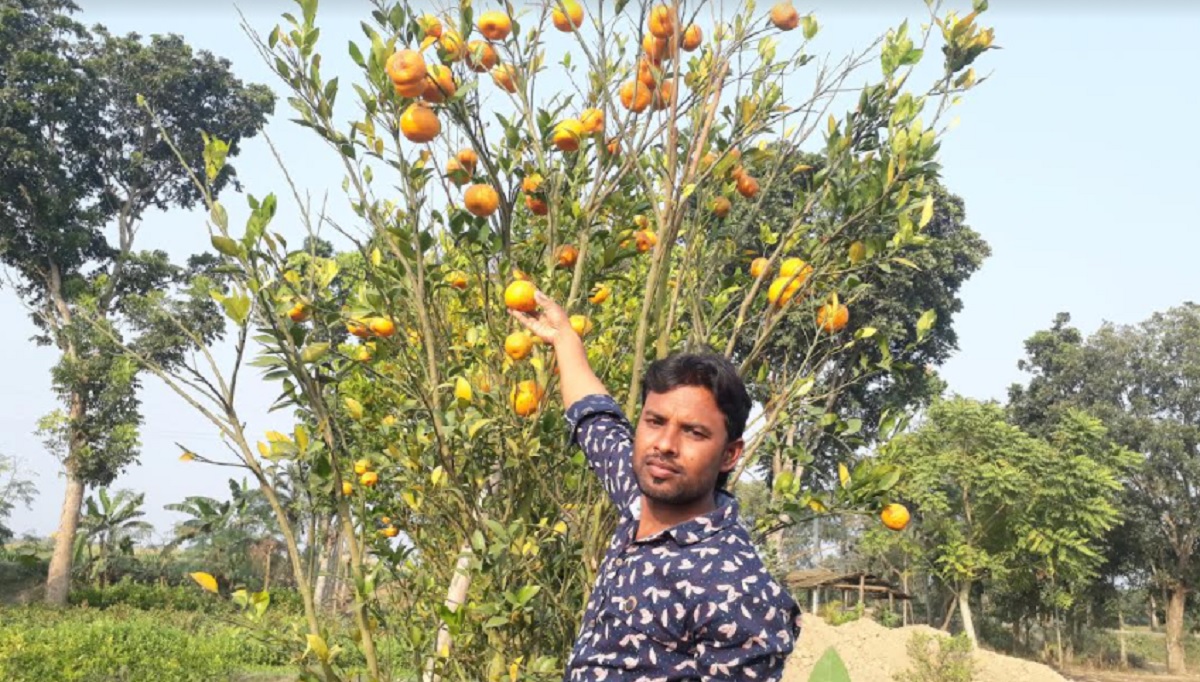 দার্জিলিং কমলা চাষে সফল ঝিনাইদহের যুবক শামীম