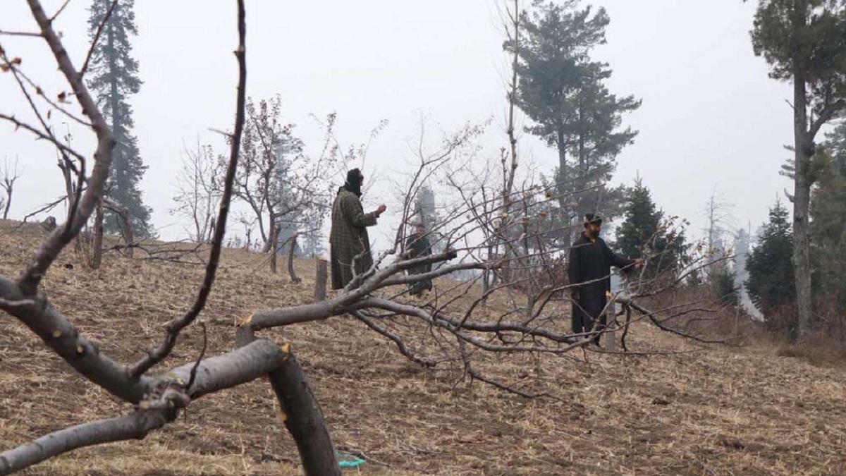 কাশ্মিরে প্রশাসনের নির্দেশে ১০ হাজার আপেল গাছ কর্তন
