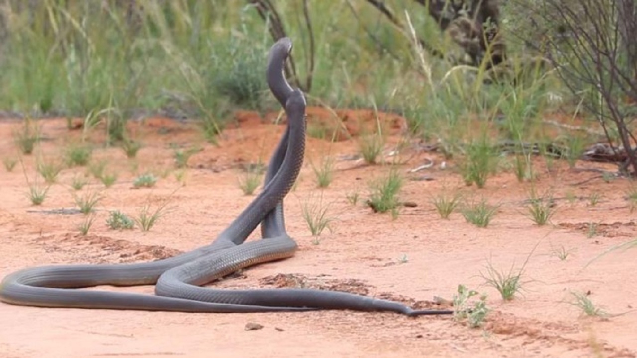 কালো বিষধর ২ সাপের ‘লড়াই’ (ভিডিও) ২ সাপের লড়ায়ের ভিডিও ভাইরাল