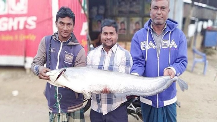 দৌলতদিয়ায় এক বোয়াল মাছের দাম ২৩ হাজার টাকা