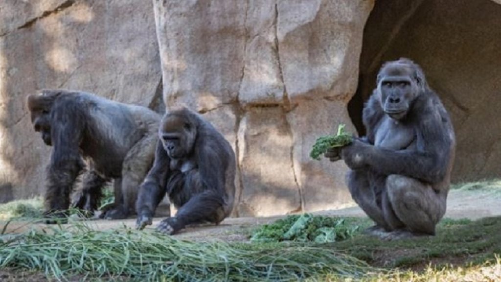 এবার করোনায় আক্রান্ত গরিলা