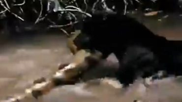 অ্যানাকোন্ডাকে জল থেকে ডাঙায় তুলতে পারবে ব্ল্যাক প্যান্থার? (ভিডিও) অ্যানাকোন্ডাকে জল থেকে ডাঙায় তুলতে পারবে ব্ল্যাক প্যান্থার?