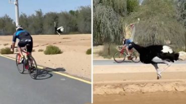 দৌড়বাজ পাখির সঙ্গে রেস করলেন যুবরাজ (ভিডিও) দৌড়বাজ পাখির সঙ্গে রেস করলেন যুবরাজ