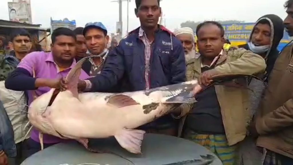 এক বাঘাইড়ের দাম ৪১ হাজার টাকা