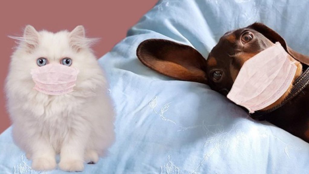 এবার পোষা বিড়াল-কুকুরের করোনা টেস্ট