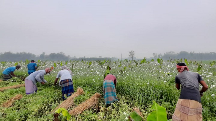 গোপনেই চলছিল ‘পপি চাষ’