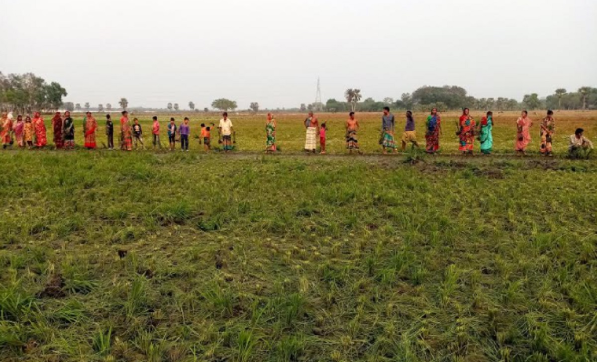 বর্গাচাষিকে কোর্টে চালান করে ফসলি জমির ধান নষ্ট করার অভিযোগ