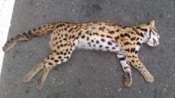 লাউয়াছড়ায় গাড়ি চাপায় চিতা বিড়ালের মৃত্যু