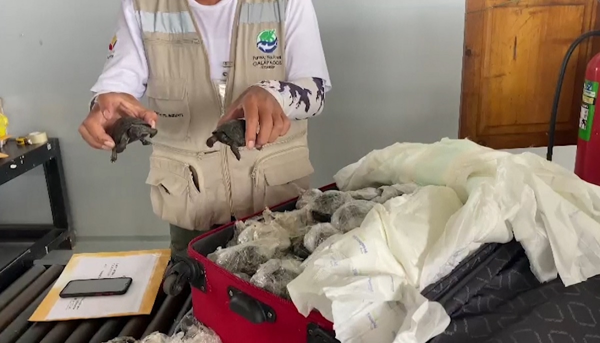 ইকুয়েডর বিমানবন্দরে উদ্ধার হলো ১৮৫টি বিরল প্রজাতির কচ্ছপ