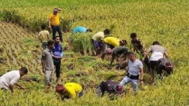 কৃষকের ধান কাটছে যুবলীগ