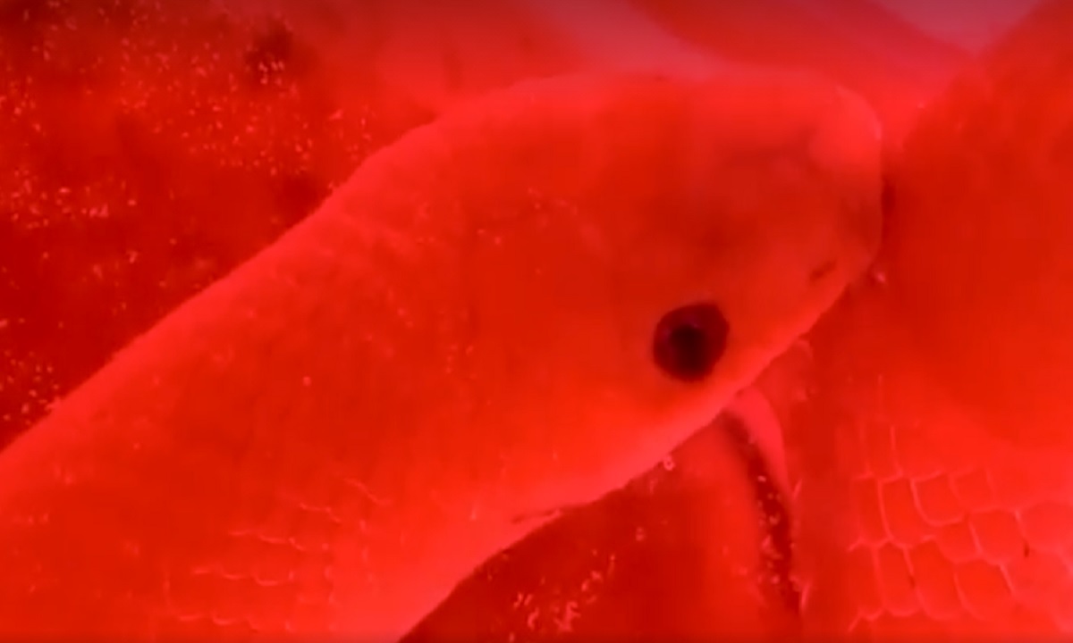 বিরল প্রজাতির সাপ ‘কমলাবতী’ এখন প্রায় সুস্থ