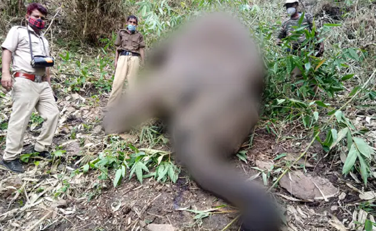 আসামে বজ্রপাতে মারা গেলো ১৮টি হাতি