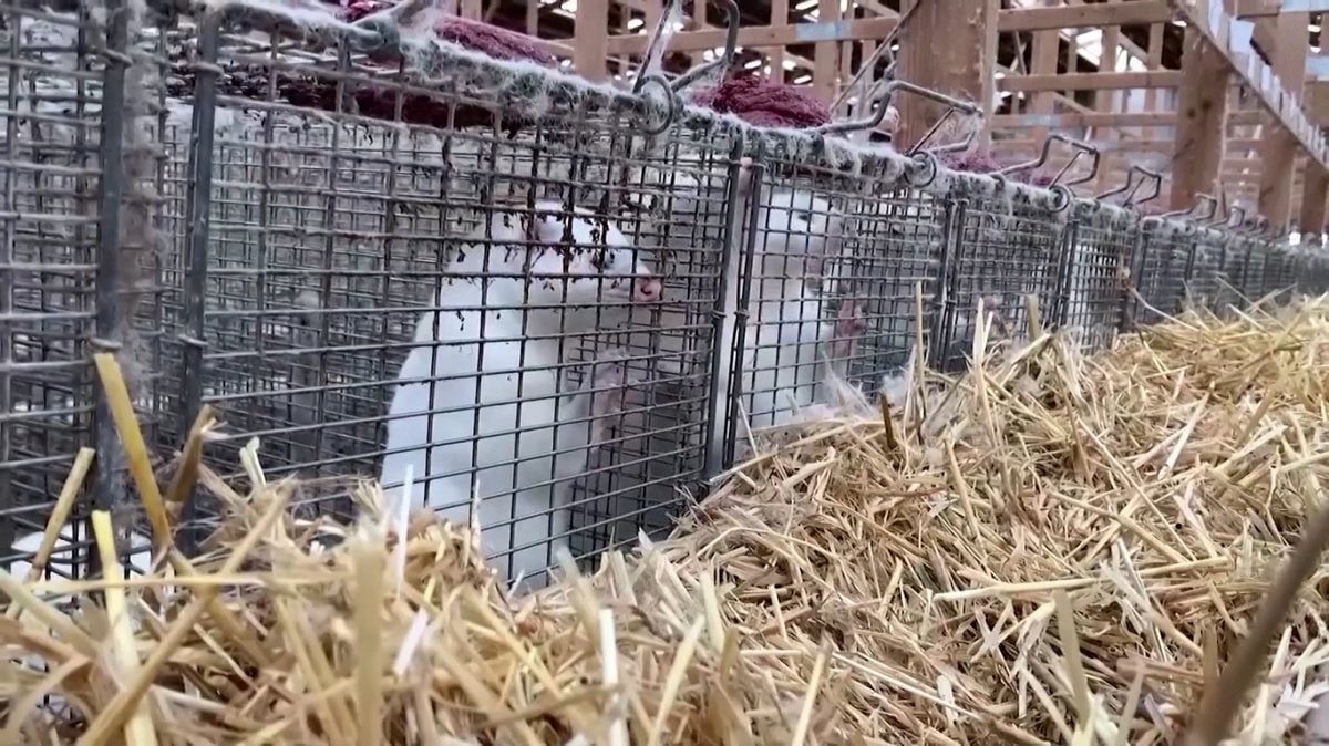 মাটিচাপা দেয়া দেড় কোটি মিঙ্ক পুড়িয়ে ফেলছে ডেনমার্ক