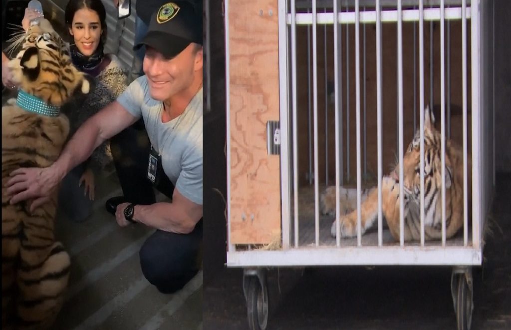 উদ্ধার হলো টেক্সাসে আতঙ্ক ছড়ানো বাঘটি