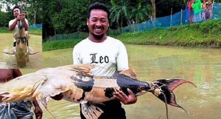 দুর্গাপুরে ধরা পড়লো ২৯ কেজির বাঘাআইড় মাছ