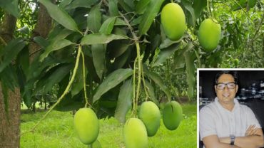 আম চাষিদের ভর্তুকি দিয়ে বৃহত্তর রাজশাহীতে ১৪৪ ধারা দিন
