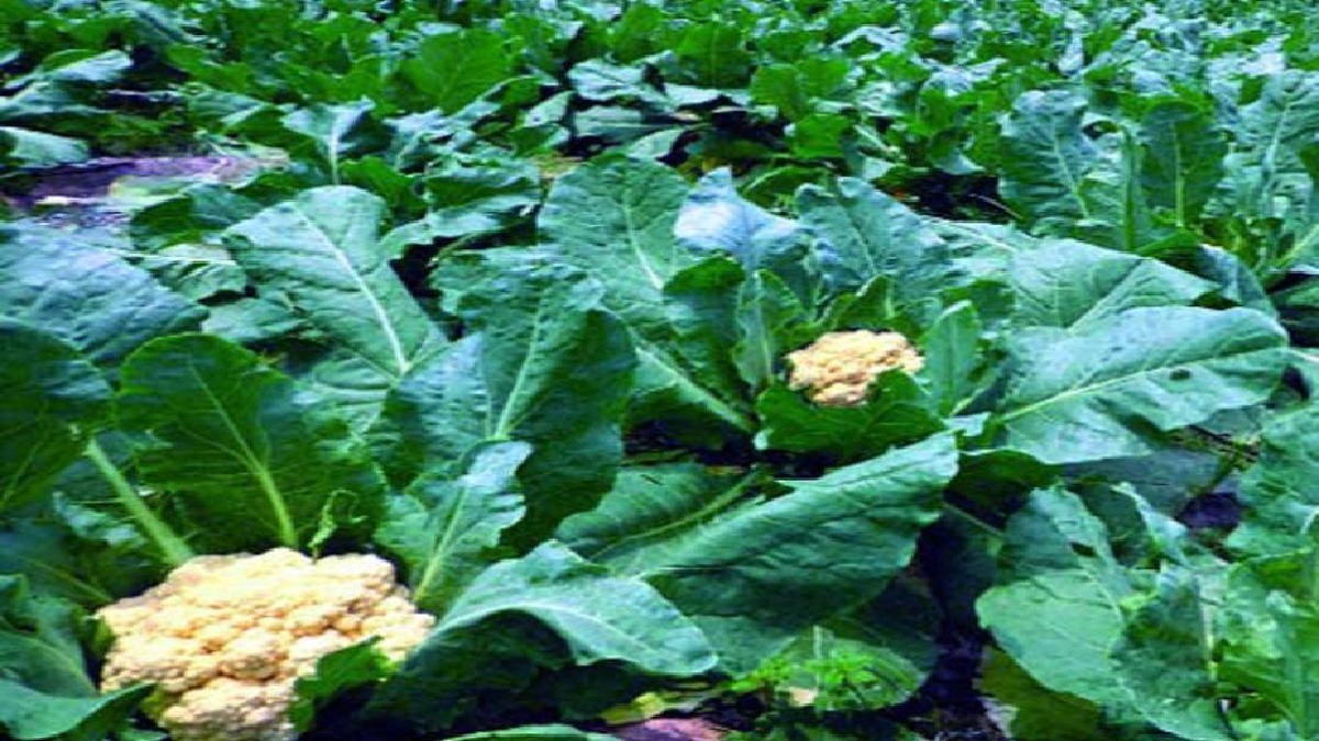 টাঙ্গাইলে বিষমুক্ত সবজি চাষে নতুন বিপ্লবের হাতছানি