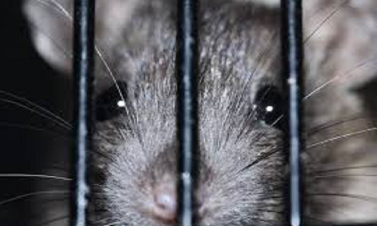 অস্ট্রেলিয়ায় ইঁদুরের উৎপাতে কারাগার বন্ধ