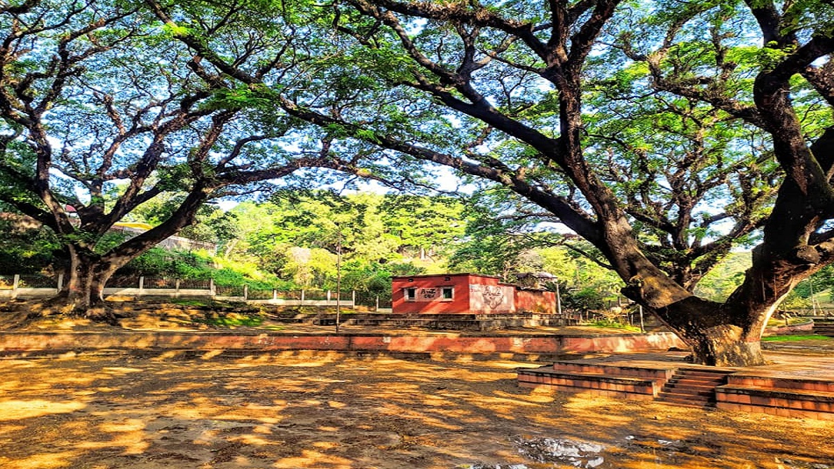 সিআরবি এলাকায় শতবর্ষী গাছ কাটার সিদ্ধান্তে চট্টগ্রামবাসীর ক্ষোভ