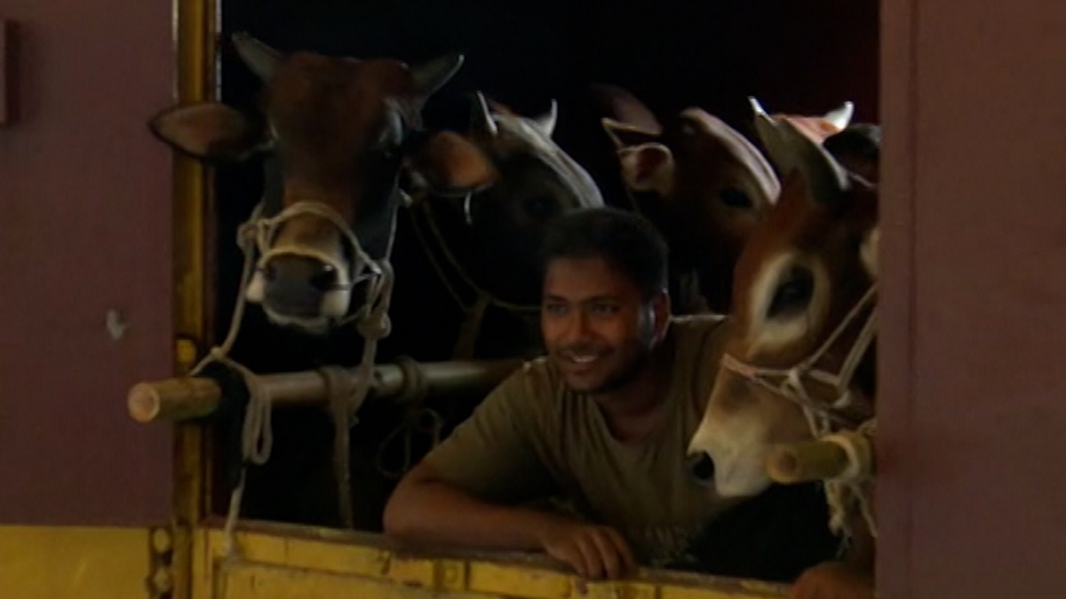 রাজধানীতে জমতে শুরু করেছে পশুর হাট