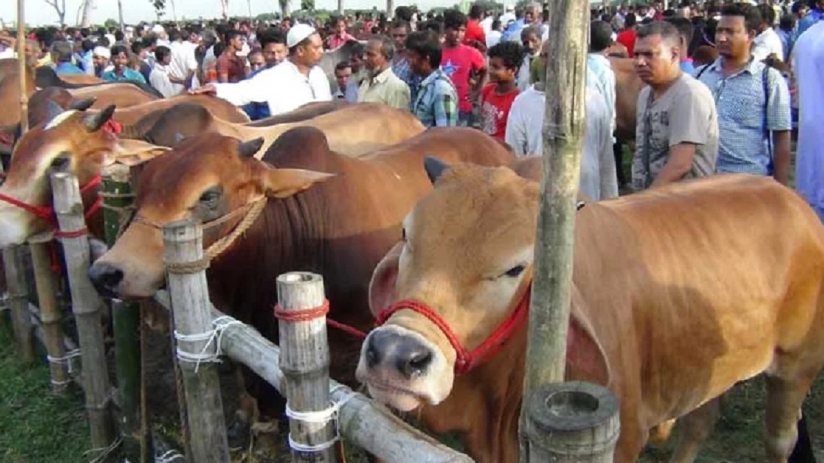 শনিবার থেকে উন্মুক্ত হবে রাজধানীর পশুর হাট