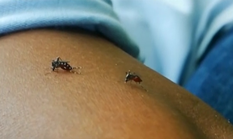 গত ২৪ ঘণ্টায় ডেঙ্গুতে মারা গেছেন ৩ জন