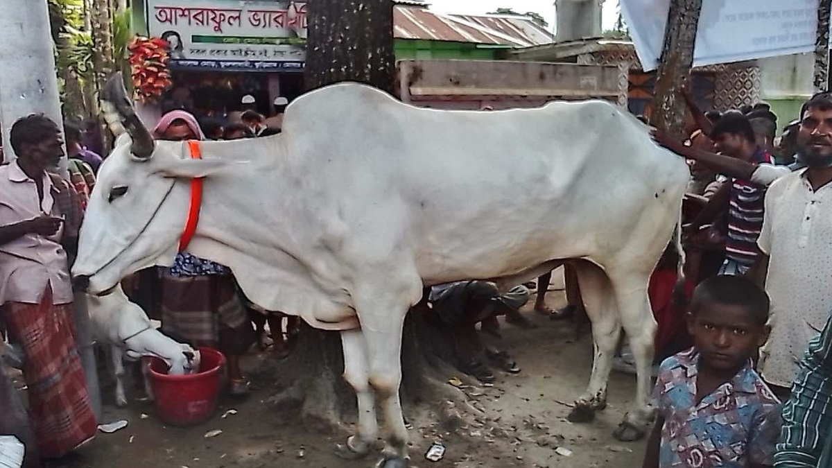 ৪ লাখে গরু কিনলে ছাগল ফ্রি!