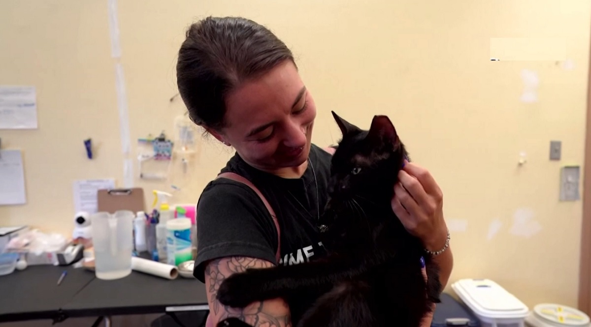 ফ্লোরিডায় অলৌকিকভাবে বেঁচে যাওয়া বিড়ালটির মালিকের সন্ধান মিলেছে