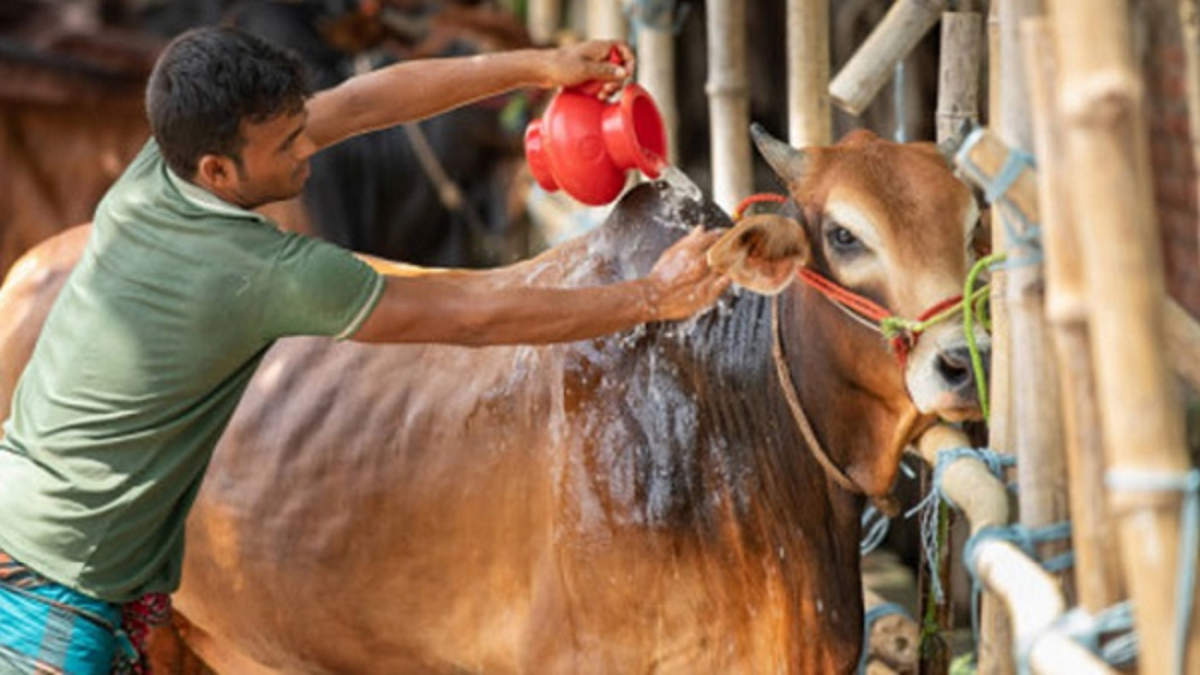 এবছর কতো পশু কোরবানি হয়েছে ঢাকা উত্তরে?