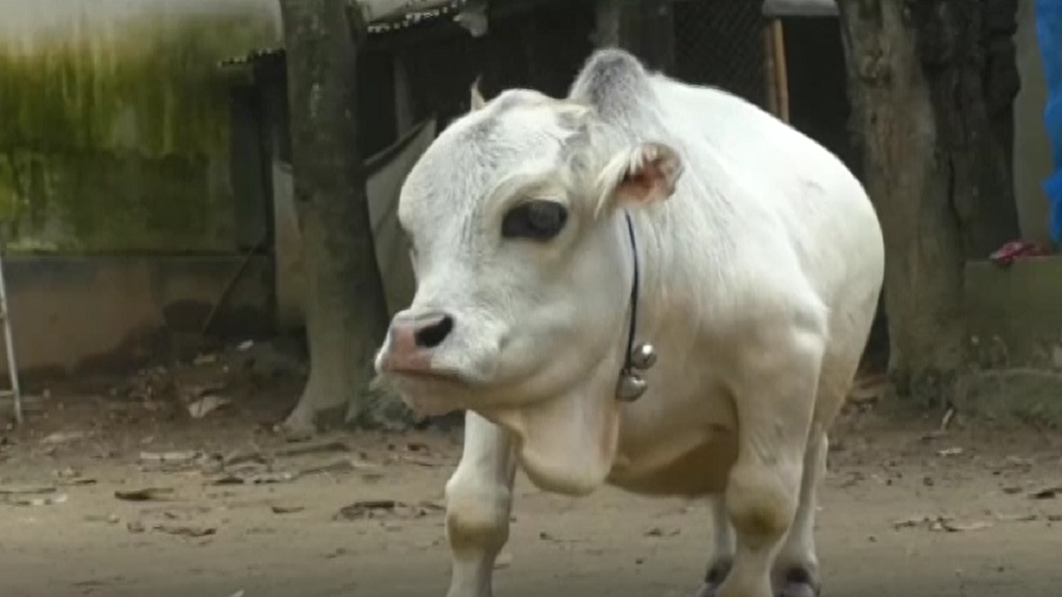 বিশ্বের সবচেয়ে ছোট গরুর খোঁজ মিললো বাংলাদেশে!