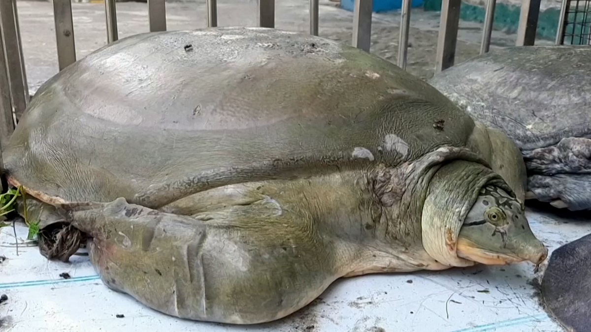 পশ্চিমবঙ্গ থেকে ১৫টি বিপন্ন কচ্ছপ উদ্ধার