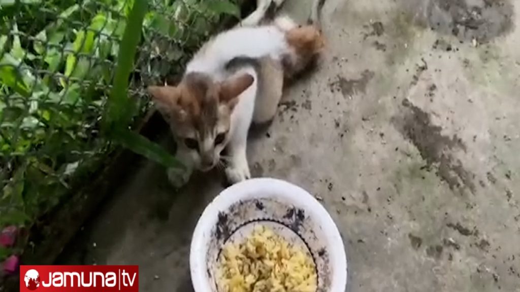 ৮ তলা থেকে পড়ে যাওয়া বিড়ালটি বাঁচলো আইজি'র স্ত্রীর হস্তক্ষেপে