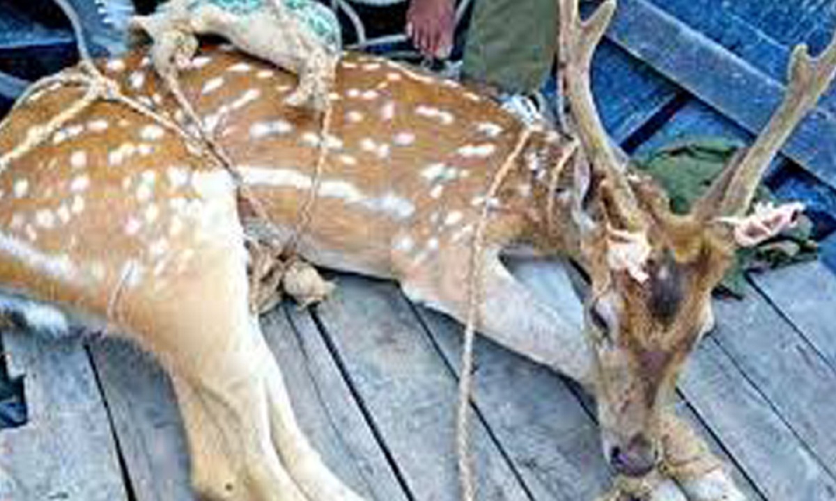 আত্মসমর্পণ করলো সুন্দরবনের ৯ হরিণ শিকারি