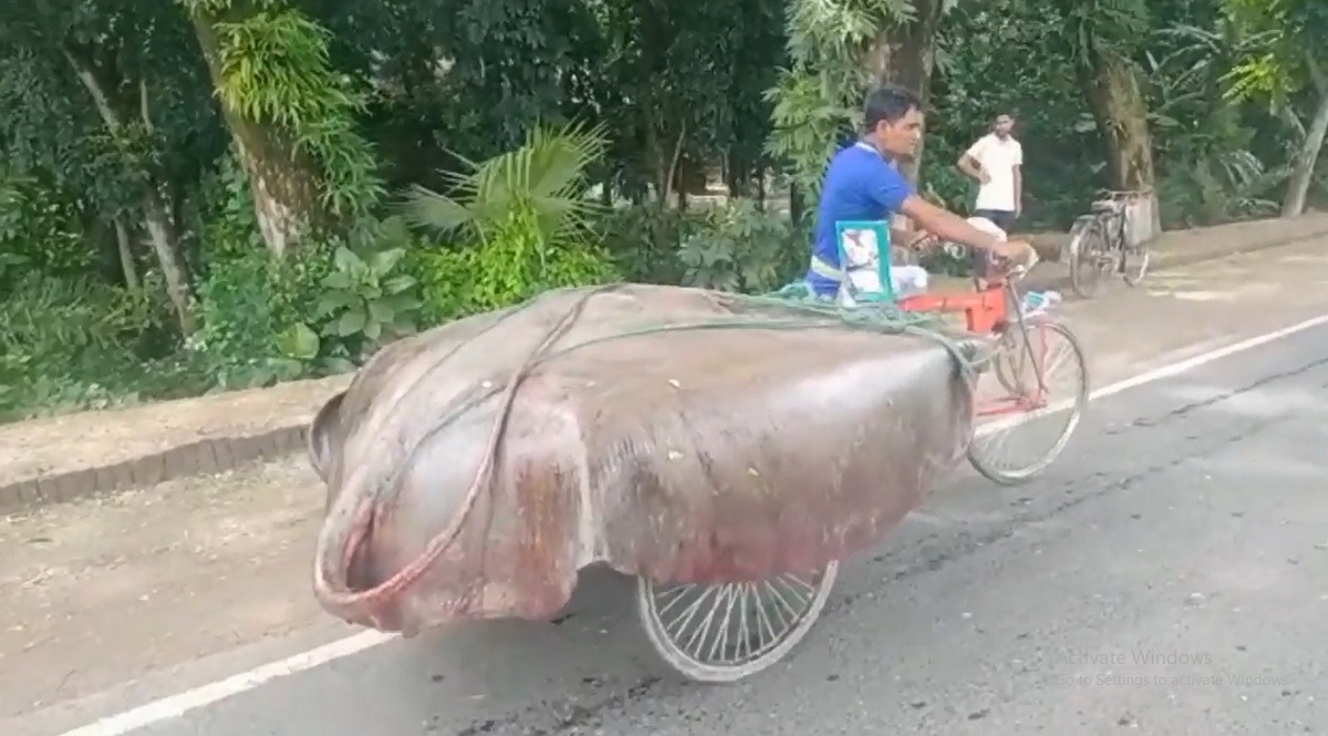 পদ্মায় ধরা পড়লো ১০ মণ ওজনের শাপলা পাতা মাছ