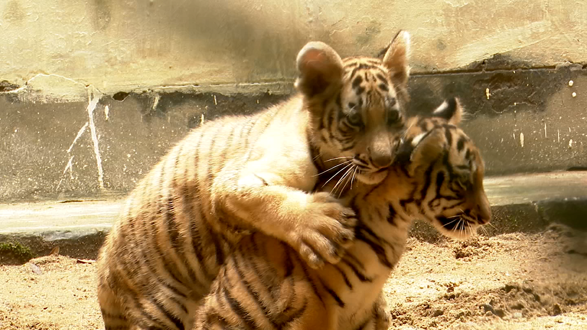 মিরপুর চিড়িয়াখানার নতুন আকর্ষণ দুর্জয় ও অবন্তিকা