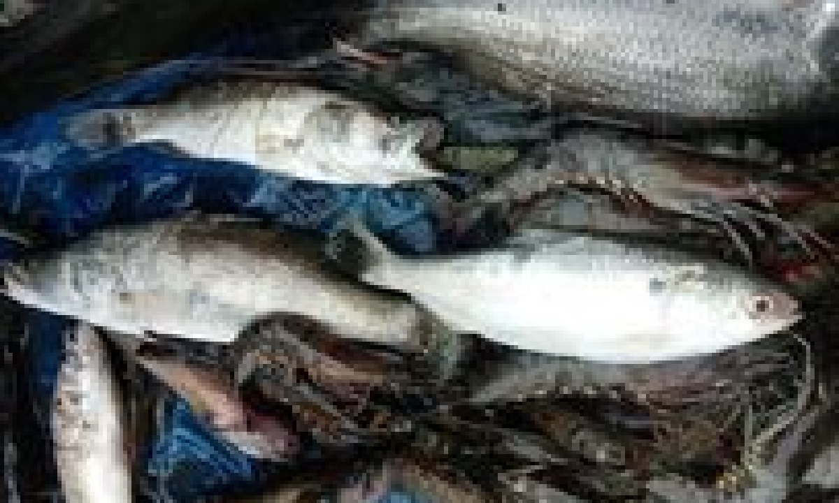 নোয়াখালীতে পুকুরে ধরা পড়েছে ইলিশ