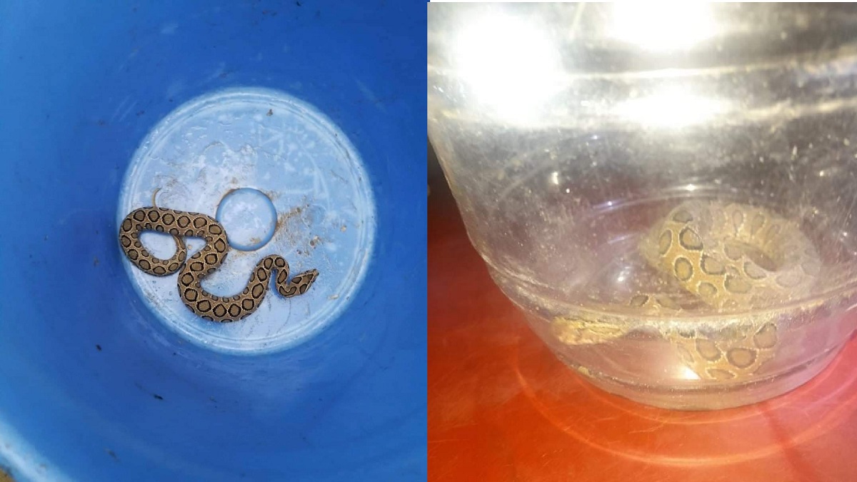 টিভি দেখে শেখা কৌশলে রাসেল ভাইপার ধরলো কিশোর