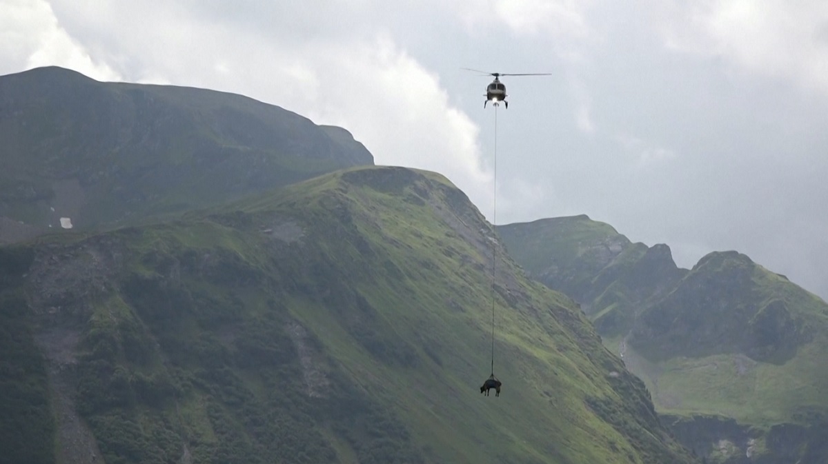 হেলিকপ্টারের সাহায্যে পাহাড় থেকে নামানো হলো গরু!(ভিডিও)