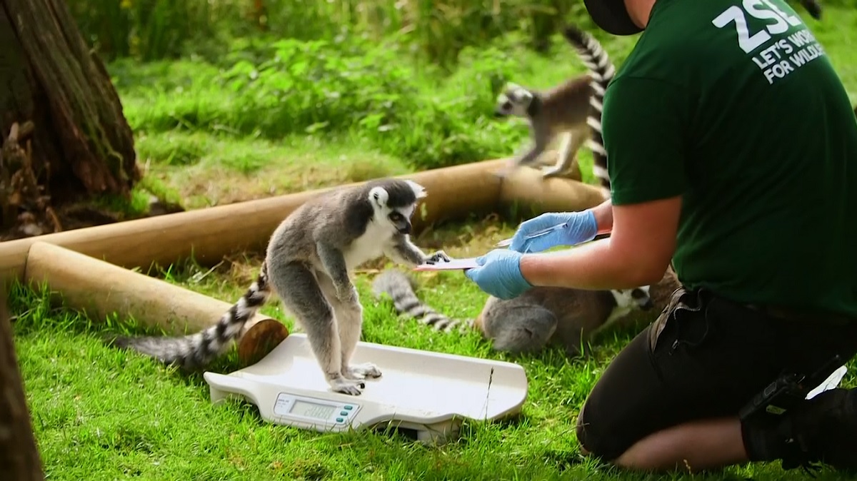 যুক্তরাজ্যের চিড়িয়াখানায় চলছে প্রাণীদের ওজন পরিমাপ কর্মসূচি
