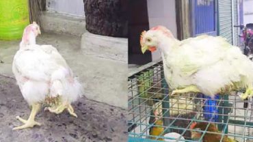 চার পাওয়ালা মুরগি, দেখতে মানুষের ভিড়