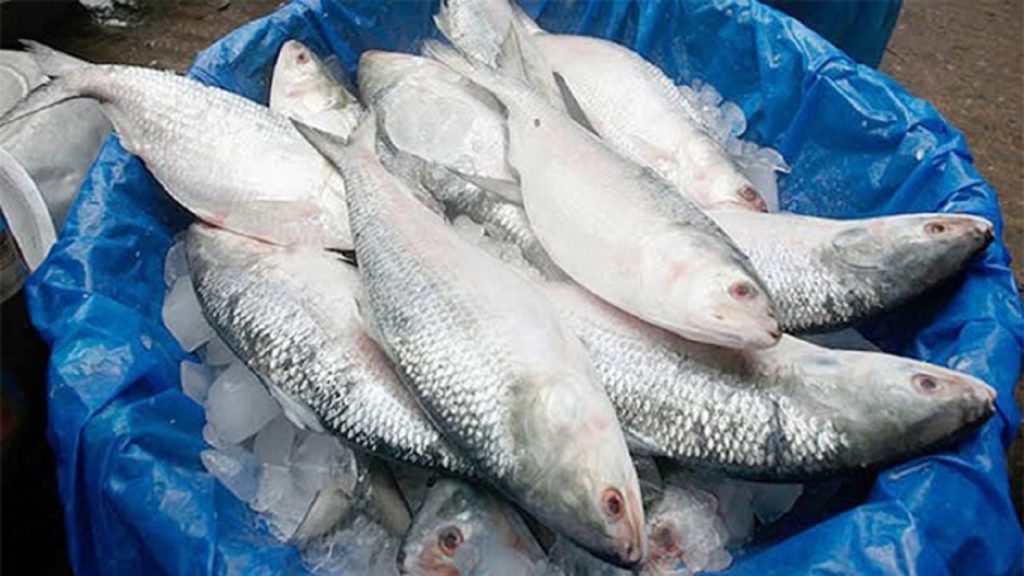 দুর্গাপূজায় ভারতে যাচ্ছে ২ হাজার টনের বেশি ইলিশ