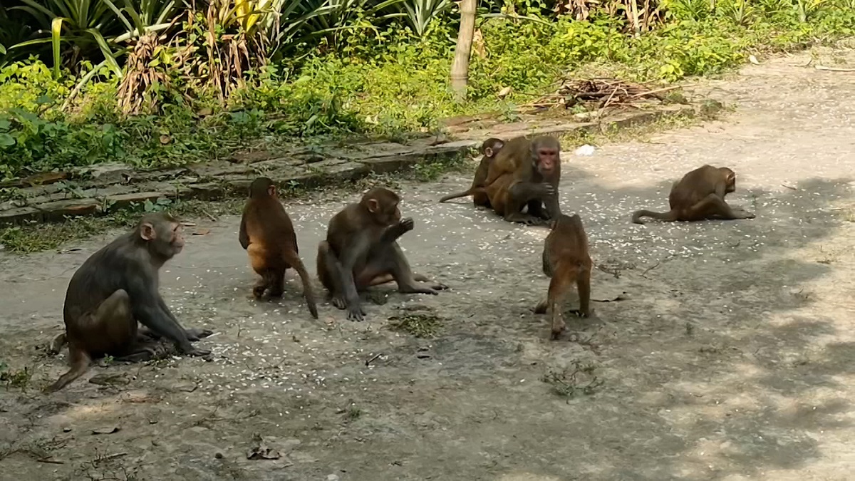 মুন্সিগঞ্জের বানরগুলো ঐতিহ্য না বিড়ম্বনা?